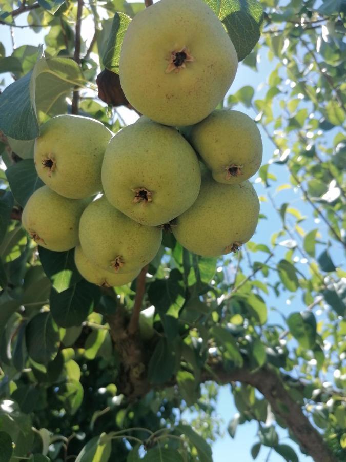 Horta Das Laranjas Serpa Eksteriør bilde
